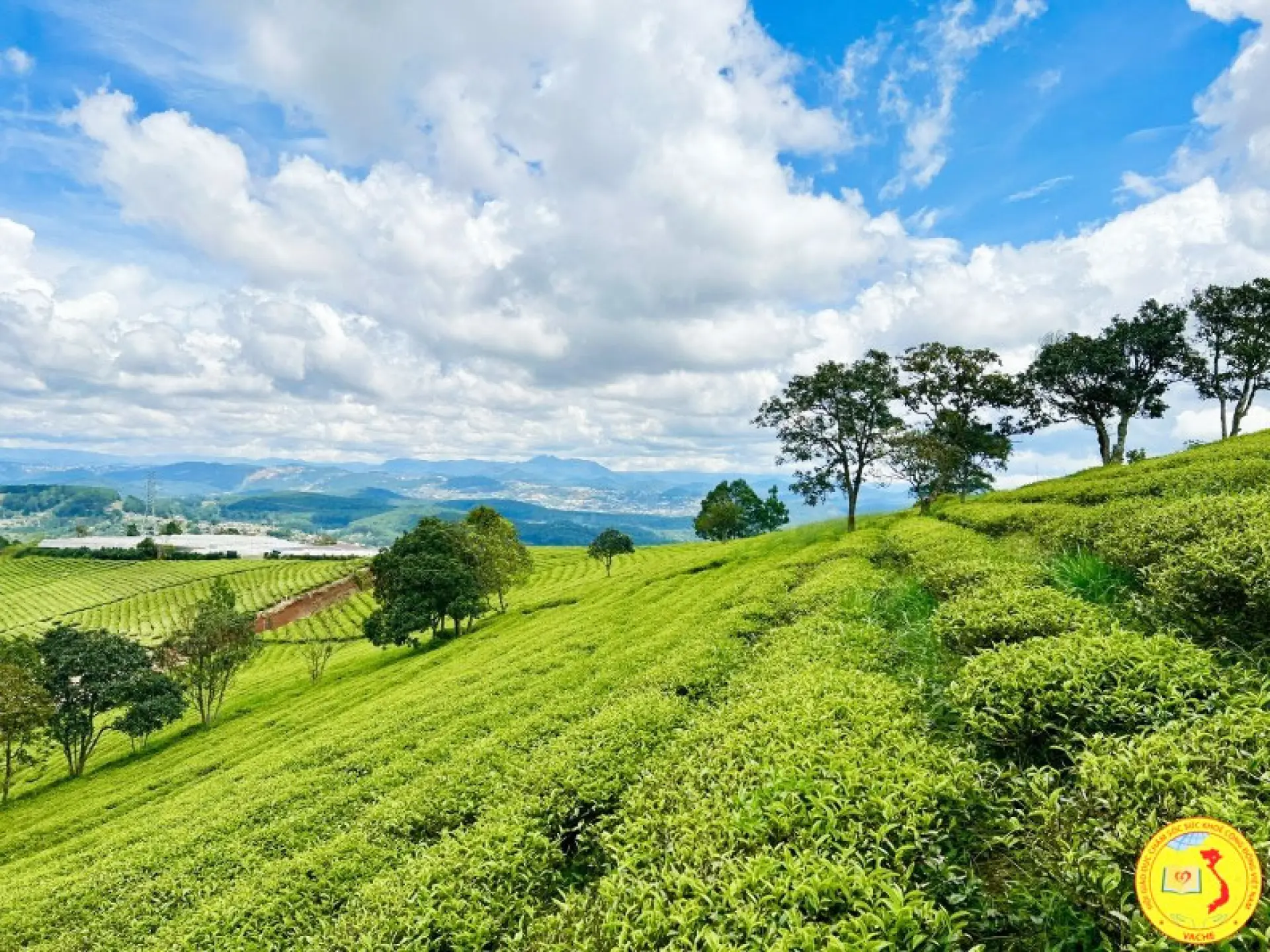 Cây xanh và thiên nhiên tác động đến tâm lý và sinh lý con người như thế nào?